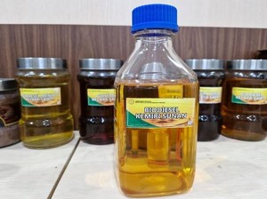Melihat Potensi Bahan Bakar Nabati Alternatif Kemiri Sunan
