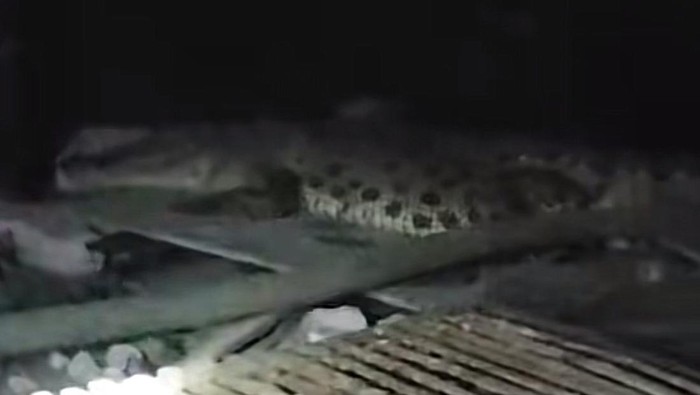 Penampakan buaya muara di aliran sungai Medokan Semampir Surabaya