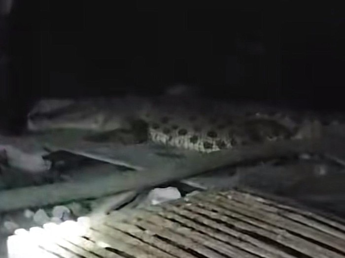 Penampakan buaya muara di aliran sungai Medokan Semampir Surabaya