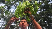 Petani perhutanan sosial setempat yang tergabung dalam Kelompok Tani Hutan (KTH) yang mengelola lahan milik Kementerian Lingkungan Hidup dan Kehutanan (LHK) seluas 1.300 hektare dengan menanami komoditas agroforestri tersebut berhasil mengekspor petai ke negara Jepang hingga lima kuintal per bulan.  