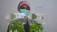 Petani menunjukkan Petai (Parkia speciosa) yang sudah dikemas.  