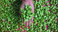 Petani menunjukkan Petai (Parkia speciosa) yang sudah dikupas di Desa Sukobubuk, Margorejo, Pati, Jawa Tengah, Jumat (1/11/2024).  