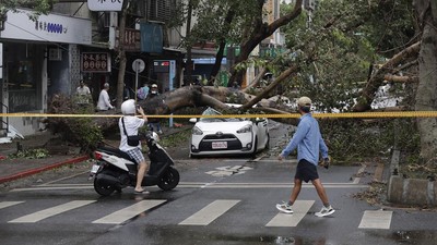 Pepohonan di Taiwan Tumbang Dihantam Topan Kong-rey