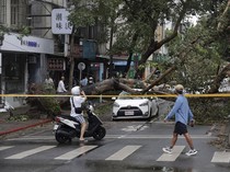 Pepohonan di Taiwan Tumbang Dihantam Topan Kong-rey