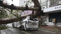 Pohon besar menimpa sebuah mobil yang sedang berjalan.