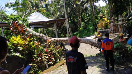 BPBD Kabupaten Karangasem saat melakukan penanganan pohon tumbang akibat angin kencang, Jumat (01/11/2024). (dok. BPBD Karangasem)