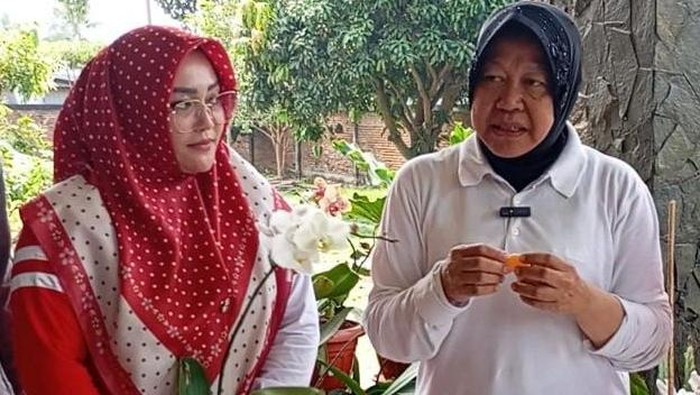 Risma saat mencicipi manisnya buah jeruk Malang