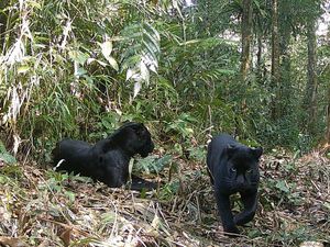 Sepasang Macan Kumbang Terekam Kamera di Taman Nasional Gunung Halimun Salak
