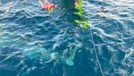 Sensasi Berenang dengan Hiu Putih di Teluk Saleh, NTB