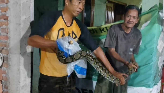 Warga desa Klepu, Kecamatan Ceper, Klaten tangkap piton.
