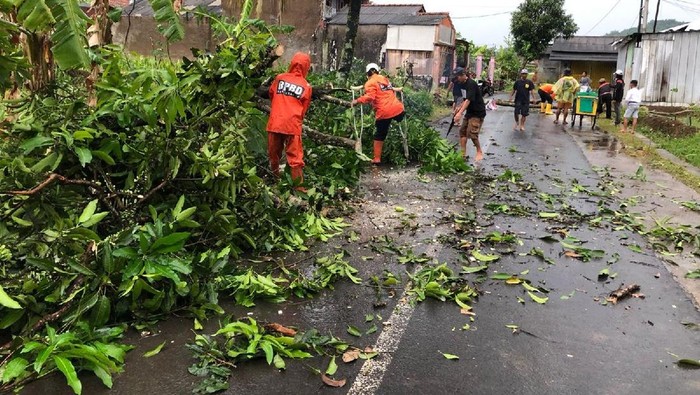 Anggota BPBD Ciamis melakukan evakuasi pohon tumbang yang menimpa rumah akibat cuaca ekstrem.