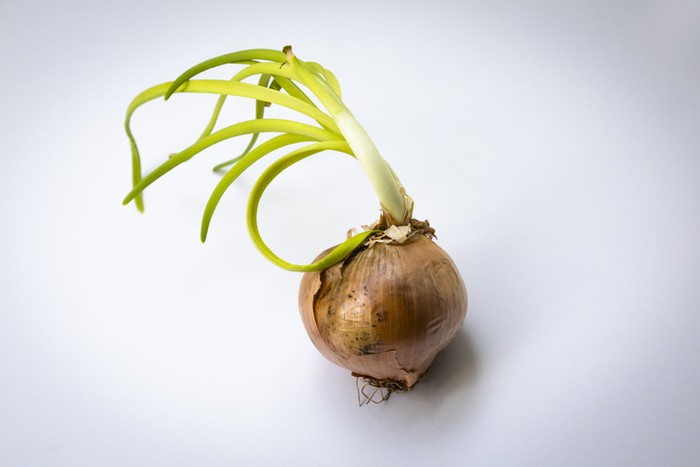 Bawang bombay bertunas