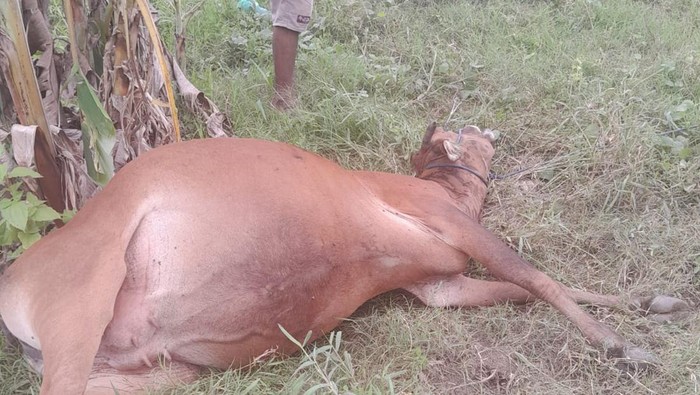 Sebanyak 50 ekor sapi di Kabupaten Boalemo, Gorontalo, dilaporkan mati mendadak.
