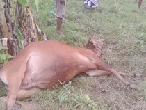 50 Sapi di Boalemo Gorontalo Mati Mendadak, Diduga Keracunan