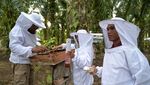 Melihat Panen Madu Lebah Kelulut di Desa Tanjung Leban