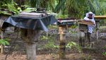 Melihat Panen Madu Lebah Kelulut di Desa Tanjung Leban