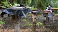 Warga Desa Tanjung Leban diberdayakan melalui pembudidayaan lebah kelulut.