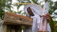 Anggota Kelompok Madu Biene memanen madu dari sarang lebah kelulut di Desa Tanjung Leban, Kabupaten Bengkalis, Riau, Jumat (1/11/2024).