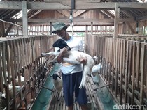 Kisah Camat di Pati Telaten Ternak Domba hingga Raup Puluhan Juta Per Bulan