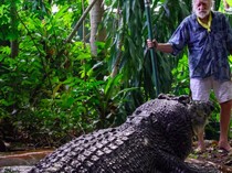 Buaya Terbesar Dunia Mati di Penangkaran, Usia 110 Tahun