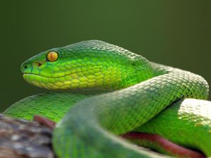 8 Jenis Ular Warna Hijau yang Tampak Mirip, Mana yang Berbisa?
