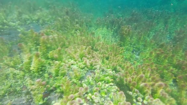 Kecantikan biotaa air di Telaga Semeru Lumajang