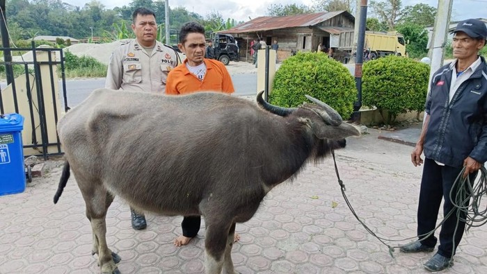 Kerbau yang dicuri oleh pelaku di Taput. (Dok. Istimewa)