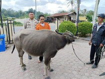 2 Pencuri Kerbau di Taput Ditangkap, 2 Pelaku Lain Berhasil Lolos