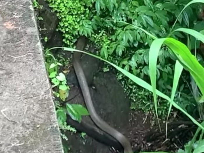 Seekor king kobra muncul di sungai saat warga memancing di Tabanan, Sabtu (2/11/2024). (Tangkapan layar IG@tabanan viral)