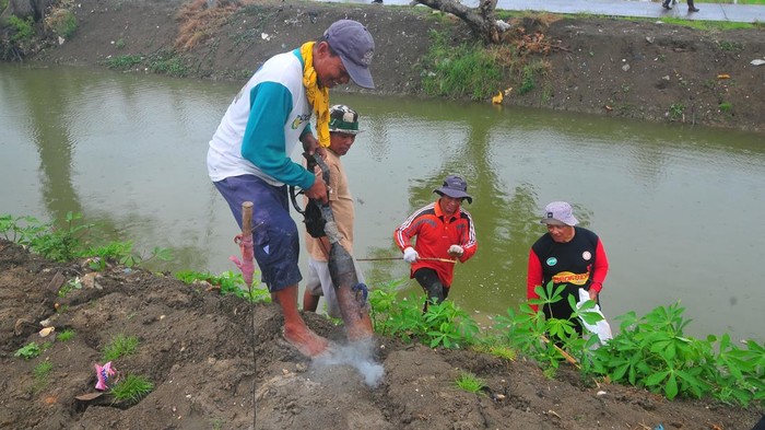 Membasmi hama tikus Relawan Bagana menunjukkan tikus yang mati saat kegiatan gropyokan tikus atau membasmi tikus secara bersama di persawahan Desan Undaan Lor, Kudus, Jawa Tengah, Jumat (1/11/2024). Kegiatan oleh TNI dan Polri bersama petani hingga relawan tersebut bertujuan untuk mengendalikan hama tikus sekaligus upaya meningkatkan produktivitas tanaman padi guna mendukung terwujudnya ketahanan pangan nasional. ANTARA FOTO/Yusuf Nugroho/foc.