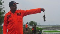 Relawan Bagana menunjukkan tikus yang mati saat kegiatan gropyokan tikus atau membasmi tikus secara bersama di persawahan Desan Undaan Lor, Kudus, Jawa Tengah, Jumat (1/11/2024).