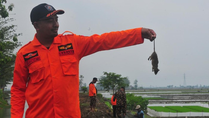 Membasmi hama tikus Relawan Bagana menunjukkan tikus yang mati saat kegiatan gropyokan tikus atau membasmi tikus secara bersama di persawahan Desan Undaan Lor, Kudus, Jawa Tengah, Jumat (1/11/2024). Kegiatan oleh TNI dan Polri bersama petani hingga relawan tersebut bertujuan untuk mengendalikan hama tikus sekaligus upaya meningkatkan produktivitas tanaman padi guna mendukung terwujudnya ketahanan pangan nasional. ANTARA FOTO/Yusuf Nugroho/foc.