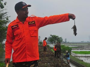 Lihat TNI-Polri Bantu Petani Basmi Tikus di Persawahan