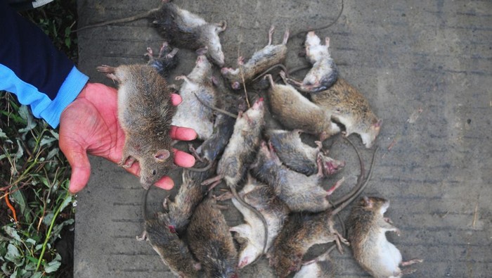Membasmi hama tikus Relawan Bagana menunjukkan tikus yang mati saat kegiatan gropyokan tikus atau membasmi tikus secara bersama di persawahan Desan Undaan Lor, Kudus, Jawa Tengah, Jumat (1/11/2024). Kegiatan oleh TNI dan Polri bersama petani hingga relawan tersebut bertujuan untuk mengendalikan hama tikus sekaligus upaya meningkatkan produktivitas tanaman padi guna mendukung terwujudnya ketahanan pangan nasional. ANTARA FOTO/Yusuf Nugroho/foc.