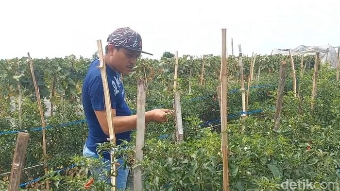 Petani cabai Probolinggo