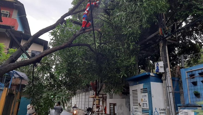 Pohon tumbang di Jakarta Selatan (dok.istimewa)