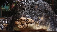 Cassius adalah buaya terbesar di dunia yang hidup di sebuah penangkaran di Taman Buaya Marineland, Green Island, Great Barrier Reef, Australia.