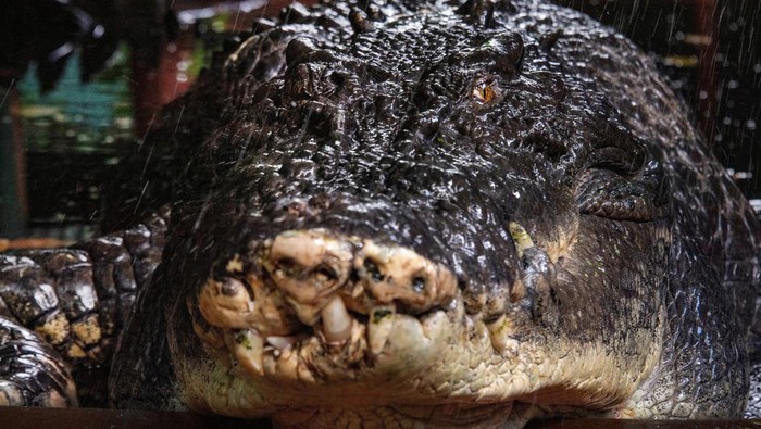 The world's largest captive crocodile, Cassius is pictured at the Marineland Melanesia on Green Island, Great Barrier Reef, Cairns, Australia March 18, 2023. AAP Image/Brian Cassey via REUTERS  ATTENTION EDITORS - THIS IMAGE WAS PROVIDED BY A THIRD PARTY. NO RESALES. NO ARCHIVE. AUSTRALIA OUT. NEW ZEALAND OUT. NO COMMERCIAL OR EDITORIAL SALES IN NEW ZEALAND. NO COMMERCIAL OR EDITORIAL SALES IN AUSTRALIA.     TPX IMAGES OF THE DAY