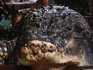 Potret Cassius Buaya Terbesar di Dunia