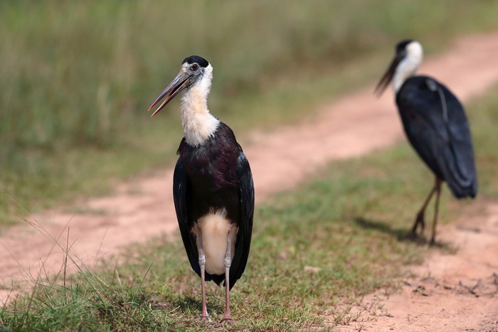 Burung bangau leher putih