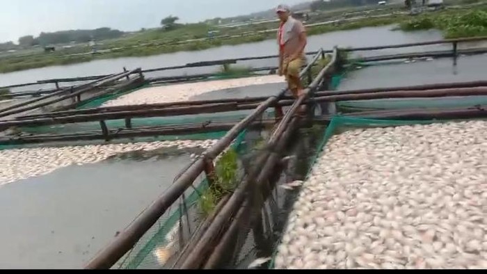 Ikan milik petani karamba jaring apung di Waduk Cengklik, Kecamatan Ngemplak, Boyolali, mati diduga akibat upwelling. Foto diunggah pada Minggu (3/11/2024).