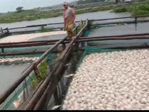 Belasan Ton Ikan di Waduk Ceklik Boyolali Mati, Diduga Dampak Upwelling