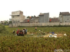 Melihat Panen Padi di Rancasari Bandung