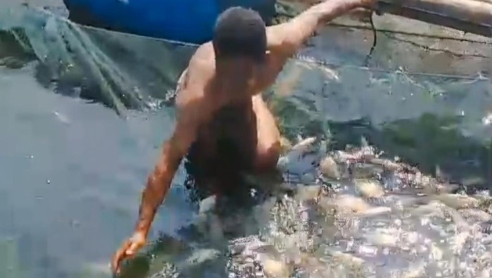 Petani Keramba Jaring Apung Waduk Saguling Angkat Ikan Mati gegara Keracunan