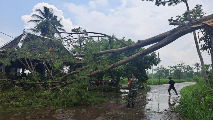 Petugas memotong pohon tumbang akibat hujan lebat di wilayah Sleman Utara, Minggu (3/11/2024) siang.