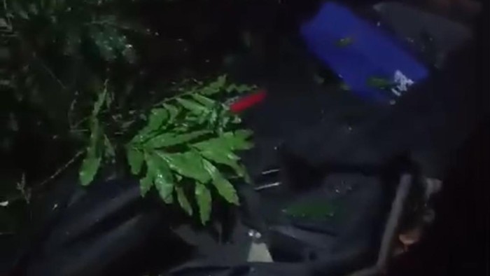 Pohon tumbang di kampus ITB.