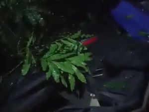 Pohon Tumbang di Kampus ITB, 3 Kendaraan Rusak-2 Orang Luka