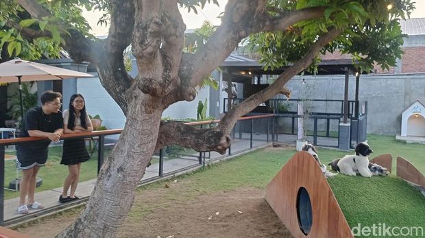 Sejumlah pengunjung bersama anabul peliharaan masing-masing di Piccolo Corner, Jalan Bypass Ngurah Rai Nomor 729 Denpasar, Bali, Sabtu (2/11/2024). (Foto: Ni Made Lastri Karsiani Putri/detikBali)