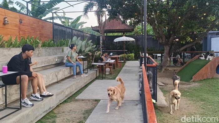 Sejumlah pengunjung bersama anabul peliharaan masing-masing di Piccolo Corner, Jalan Bypass Ngurah Rai Nomor 729 Denpasar, Bali, Sabtu (2/11/2024). (Foto: Ni Made Lastri Karsiani Putri/detikBali)