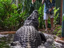 Penyebab Buaya Raksasa Berusia 120 Tahun Mati Baru Terungkap